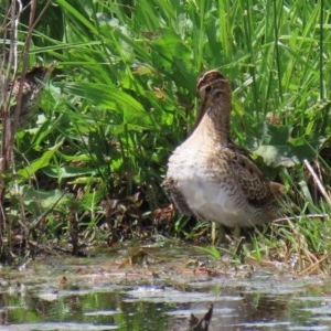 Gallinago hardwickii at Fyshwick, ACT - 23 Oct 2020