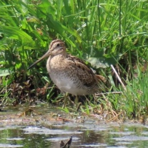 Gallinago hardwickii at Fyshwick, ACT - 23 Oct 2020 12:43 PM