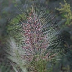 Austrostipa densiflora (Foxtail Speargrass) at Dryandra St Woodland - 25 Oct 2020 by ConBoekel