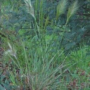 Austrostipa densiflora at O'Connor, ACT - 25 Oct 2020