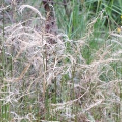 Austrostipa scabra (Corkscrew Grass, Slender Speargrass) at Dryandra St Woodland - 25 Oct 2020 by ConBoekel
