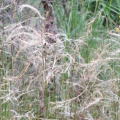 Austrostipa scabra (Corkscrew Grass, Slender Speargrass) at O'Connor, ACT - 25 Oct 2020 by ConBoekel