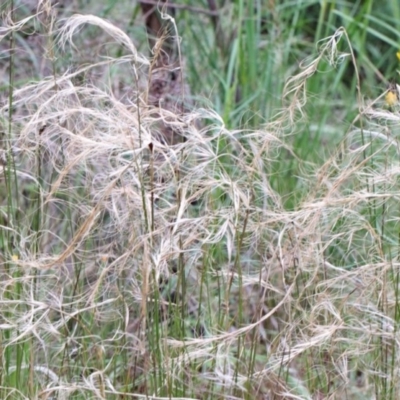 Austrostipa scabra (Corkscrew Grass, Slender Speargrass) at O'Connor, ACT - 25 Oct 2020 by ConBoekel