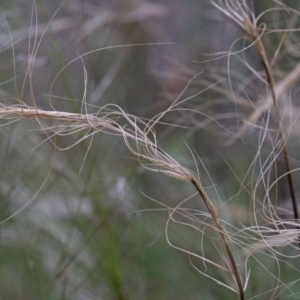 Austrostipa scabra at O'Connor, ACT - 25 Oct 2020