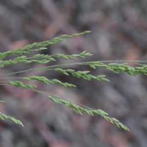 Poa sieberiana at O'Connor, ACT - 25 Oct 2020 02:53 PM