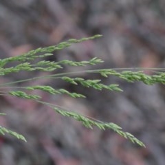 Poa sieberiana (Poa Tussock) at O'Connor, ACT - 25 Oct 2020 by ConBoekel