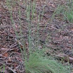 Poa sieberiana at O'Connor, ACT - 25 Oct 2020 02:53 PM