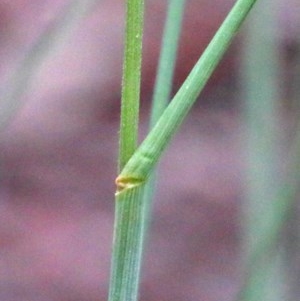 Poa sieberiana at O'Connor, ACT - 25 Oct 2020 02:53 PM