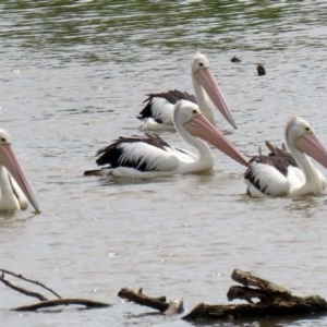 Pelecanus conspicillatus at Fyshwick, ACT - 23 Oct 2020