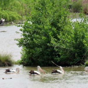 Pelecanus conspicillatus at Fyshwick, ACT - 23 Oct 2020