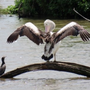 Pelecanus conspicillatus at Fyshwick, ACT - 23 Oct 2020