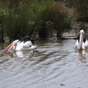 Pelecanus conspicillatus at Fyshwick, ACT - 23 Oct 2020