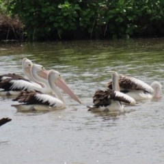 Pelecanus conspicillatus at Fyshwick, ACT - 23 Oct 2020