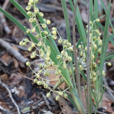 Lomandra filiformis subsp. coriacea (Wattle Matrush) at Dryandra St Woodland - 25 Oct 2020 by ConBoekel