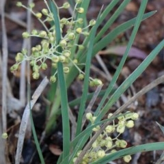 Lomandra filiformis subsp. coriacea at O'Connor, ACT - 25 Oct 2020