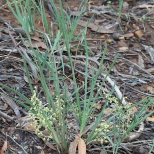 Lomandra filiformis subsp. coriacea at O'Connor, ACT - 25 Oct 2020