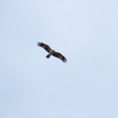 Haliastur sphenurus (Whistling Kite) at Jerrabomberra Wetlands - 23 Oct 2020 by RodDeb