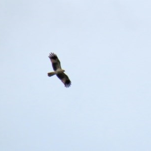 Haliastur sphenurus at Fyshwick, ACT - 23 Oct 2020 01:30 PM