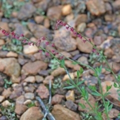 Gonocarpus tetragynus (Common Raspwort) at Dryandra St Woodland - 25 Oct 2020 by ConBoekel