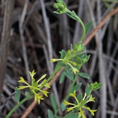 Pimelea curviflora (Curved Rice-flower) at Dryandra St Woodland - 25 Oct 2020 by ConBoekel