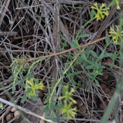 Pimelea curviflora at O'Connor, ACT - 25 Oct 2020 02:34 PM