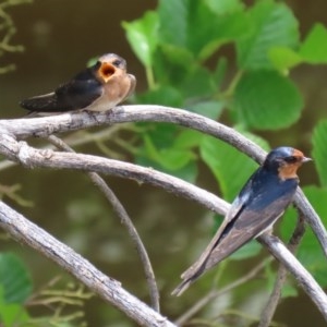 Hirundo neoxena at Fyshwick, ACT - 23 Oct 2020