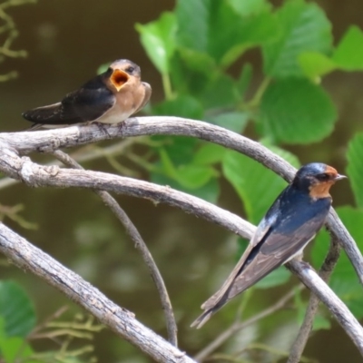 Hirundo neoxena (Welcome Swallow) at Jerrabomberra Wetlands - 23 Oct 2020 by RodDeb