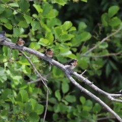 Hirundo neoxena at Fyshwick, ACT - 23 Oct 2020