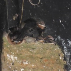 Hirundo neoxena at Fyshwick, ACT - 23 Oct 2020