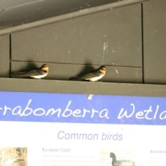 Hirundo neoxena at Fyshwick, ACT - 23 Oct 2020