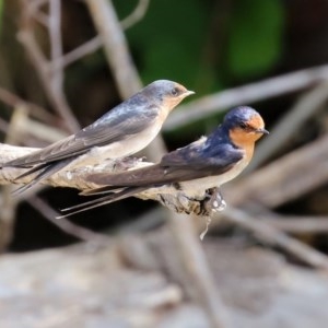 Hirundo neoxena at Fyshwick, ACT - 23 Oct 2020