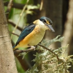 Todiramphus sanctus (Sacred Kingfisher) at Fyshwick, ACT - 23 Oct 2020 by RodDeb