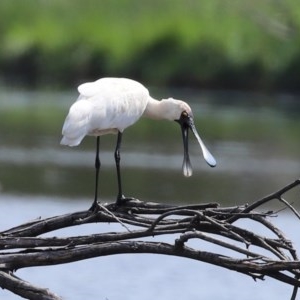 Platalea regia at Fyshwick, ACT - 23 Oct 2020