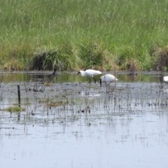 Platalea regia at Fyshwick, ACT - 23 Oct 2020 01:18 PM