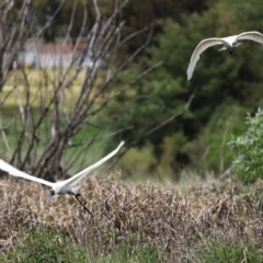 Platalea regia at Fyshwick, ACT - 23 Oct 2020