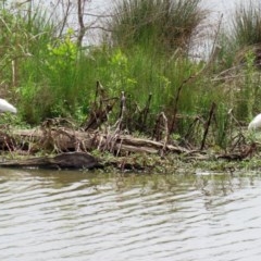 Platalea regia at Fyshwick, ACT - 23 Oct 2020