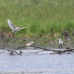 Platalea regia at Fyshwick, ACT - 23 Oct 2020