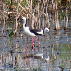 Himantopus leucocephalus (Pied Stilt) at Fyshwick, ACT - 22 Oct 2020 by RodDeb