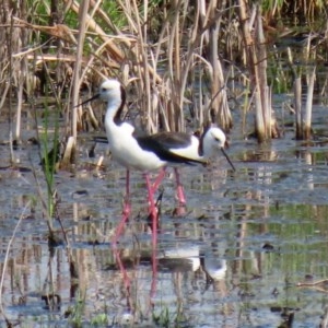 Himantopus leucocephalus at Fyshwick, ACT - 23 Oct 2020