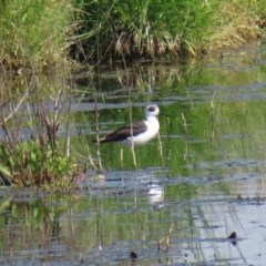 Himantopus leucocephalus at Fyshwick, ACT - 23 Oct 2020