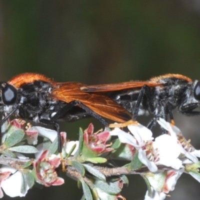 Pelecorhynchus fulvus (Orange cap-nosed fly) at Black Mountain - 21 Oct 2020 by Harrisi