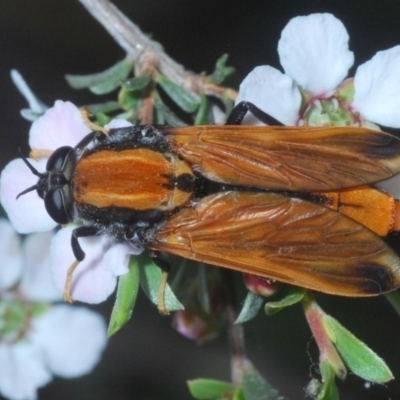 Pelecorhynchus fulvus (Orange cap-nosed fly) at Aranda Bushland - 23 Oct 2020 by Harrisi