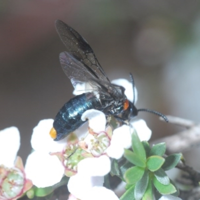 Lophyrotoma cyanea at Holt, ACT - 21 Oct 2020 by Harrisi