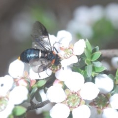 Pergidae sp. (family) at Holt, ACT - 21 Oct 2020