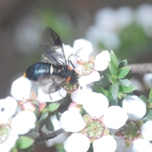 Lophyrotoma cyanea at suppressed - suppressed