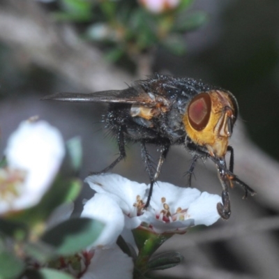 Unidentified Bristle Fly (Tachinidae) at Aranda Bushland - 23 Oct 2020 by Harrisi