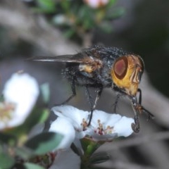 Unidentified Bristle Fly (Tachinidae) at Aranda Bushland - 23 Oct 2020 by Harrisi