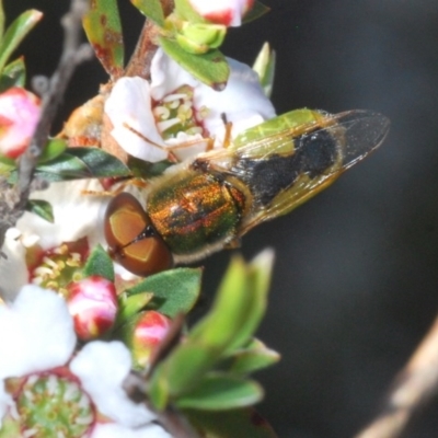 Odontomyia decipiens (Green Soldier Fly) at Black Mountain - 19 Oct 2020 by Harrisi