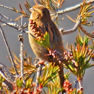 Passer domesticus at Jerrabomberra, NSW - suppressed