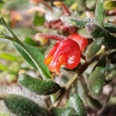 Grevillea alpina (Mountain Grevillea / Cat's Claws Grevillea) at Cook, ACT - 20 Oct 2020 by drakes